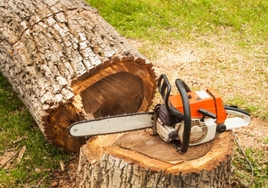 Tree Removal in Beaverton: Why Professional Services Matter body thumb image