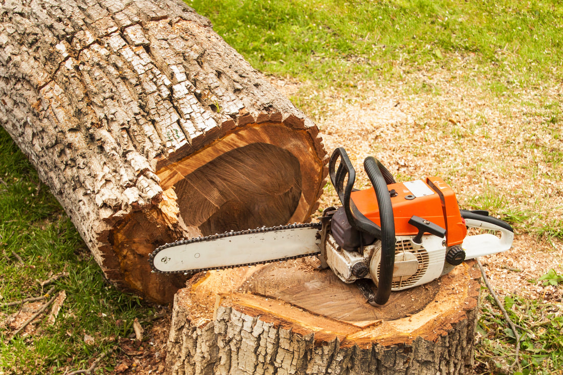 Tree Removal in Beaverton: Why Professional Services Matter Image